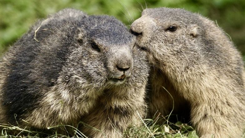 What is Bubonic Plague? From Symptoms to How Fatal it is, Here's Everything You Need to Know About 'Black Death' as China City Reports Suspected Case