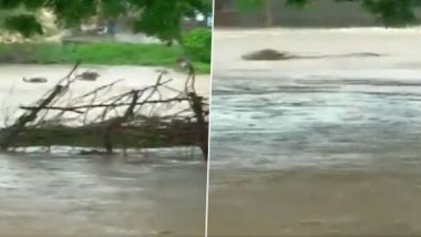 Gujarat Rains Video: Cattle Washed Away in Flood at a Village in Rajkot