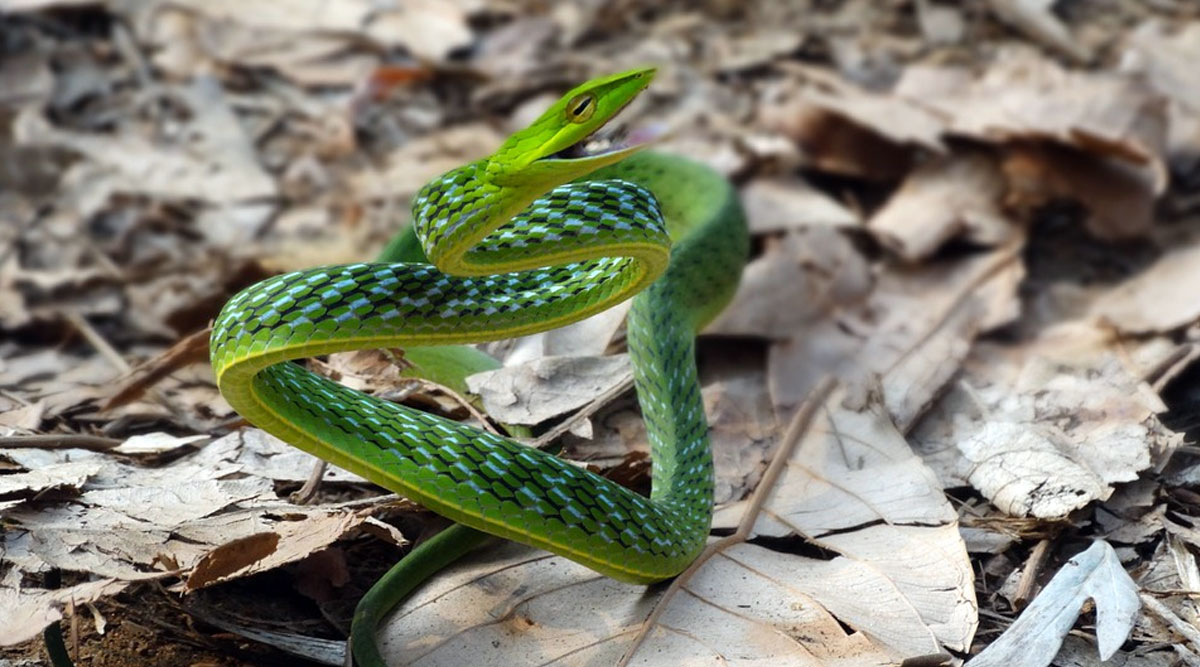 Змеи в Тайланде зеленые