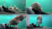 Walrus in Your Room! Zoo Pairi Daiza Resort in Belgium Has an Underwater Suite Where Marine Mammals Swims Right by Your Side (Pictures and Videos)