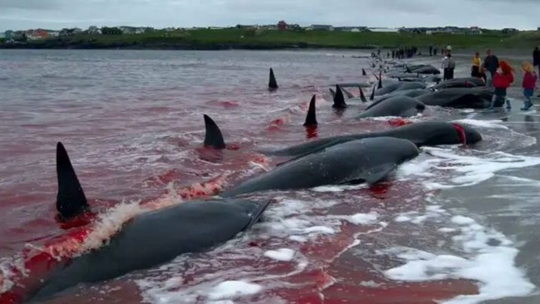 Whaling Begins in Faroe Islands, 300 Pilot Whales And Atlantic White-Sided Dolphins Slaughtered Despite Coronavirus Restrictions (Horrifying Pictures And Videos)