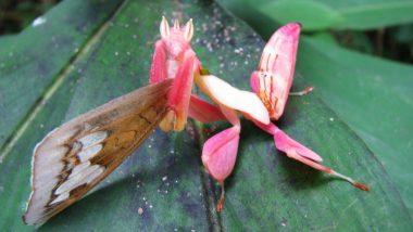 Orchid Mantis Photos & Videos Go Viral: Walking Flower Mantis is A Beautiful Bug, Here’s What You Should Know About the Insect That Resembles Orchid Flower!