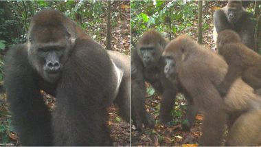 World’s Rarest and Endangered Cross River Gorillas Spotted With Their Babies in Southern Nigeria for the First Time (See Pictures)