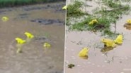 Raining Frogs! Rare Yellow Frogs Spotted Mating in Vasai and Buldhana Farms Following Heavy Rains (View Pics and Videos)