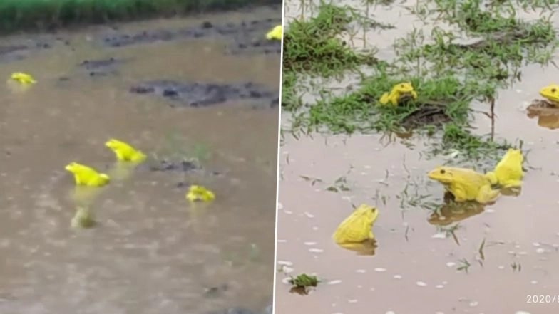Raining Frogs! Rare Yellow Frogs Spotted Mating in Vasai and Buldhana Farms Following Heavy Rains (View Pics and Videos)