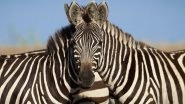 Optical Illusion Photo of Two Zebras Blending Into One Head Will Make You Scratch Your Heads to Figure Which Animal Stands In The Front (View Viral Pic)