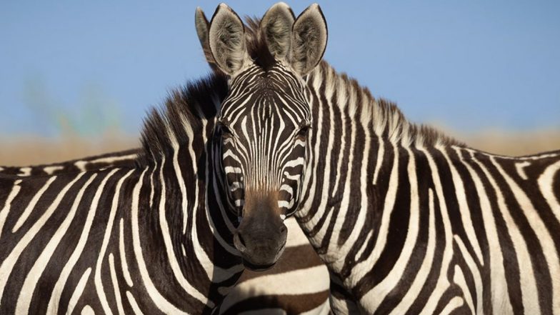 Optical Illusion Photo of Two Zebras Blending Into One Head Will Make You Scratch Your Heads to Figure Which Animal Stands In The Front (View Viral Pic)