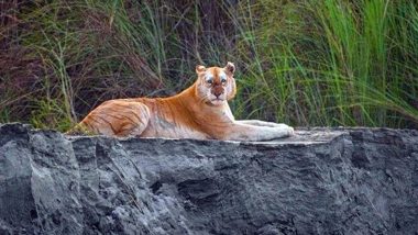 After Black Panther in Kabini Forests, Rare Golden Tiger From Assam's Kaziranga National Park Stuns The Internet (View Pic)