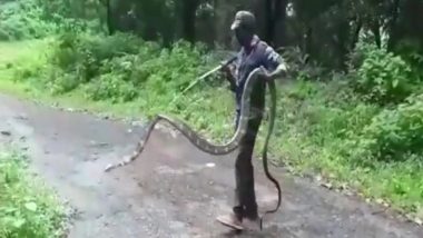 Tamil Nadu: 15-Feet-Long King Cobra Rescued in Coimbatore