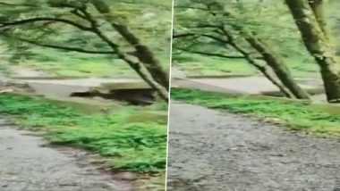 Uttarakhand Rains: Portion of Bridge Collapses at Madkhot on Pithoragarh-Munsyari Road Following Heavy Rainfall, Watch Video