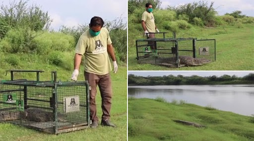 Five-Feet-Long Crocodile Found Inside Toilet of a House in Mohabbatpur Village in UP’s Firozabad, Later Released Into River; See Pics