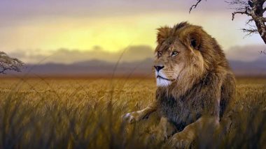 World Lion Day 2020: Date, Significance, Some Facts and Stunning Images of Lions, the King of Jungle