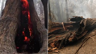 California Wildfires: Big Basin Redwoods State Park Is ‘Extensively Damaged’ by Raging Fires, Videos and Pics Show Burned Trees, Flames, Smoke and Destruction Caused by the Wildfires