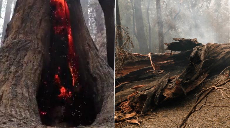 California Wildfires: Big Basin Redwoods State Park Is ‘Extensively Damaged’ by Raging Fires