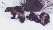 Wolverines Return to Mount Rainier National Park in US After More Than 100 Years, Know More About This Rare Animal, the Largest Member of the Weasel Family (See Pics and Video)