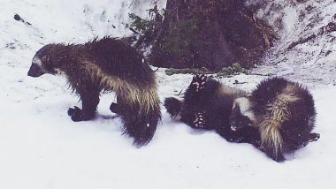 Wolverines Return to Mount Rainier National Park in US After More Than 100  Years, Know More About This Rare Animal, the Largest Member of the Weasel  Family (See Pics and Video) | 👍 LatestLY