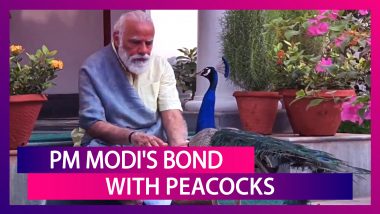 PM Narendra Modi Shares Video Of His Bond With Peacocks At His Residence Along With A Poem