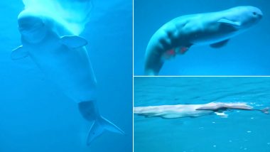 Beluga Whale Gives Birth to Healthy Male Calf at Chicago’s Shedd Aquarium, Viral Video Captures the Beautiful Birthing Moment of the Marine Animal!