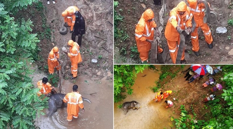 Baby Elephant Found Dead Under Achankovil Bridge in Kerala's Pathanamthitta District