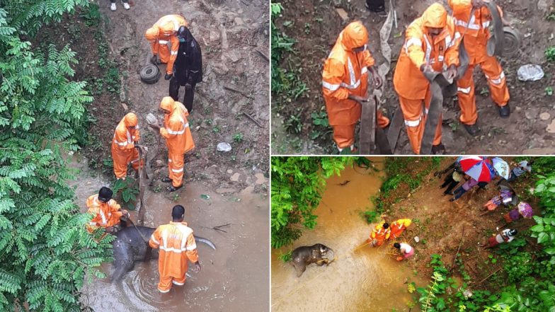 Baby Elephant Found Dead Under Achankovil Bridge in Kerala's Pathanamthitta District