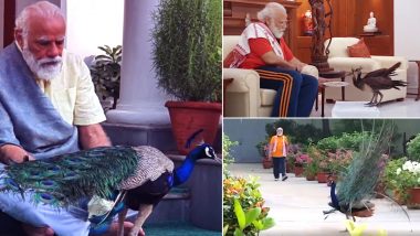 PM Narendra Modi Posts Video of Him Feeding Peacocks During His Morning Exercise