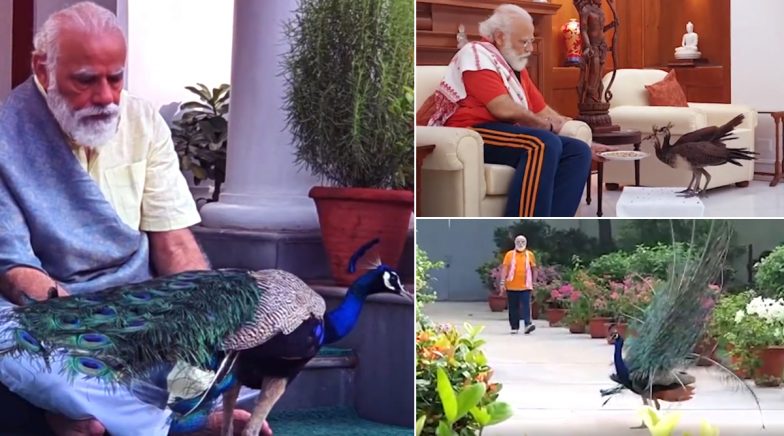 PM Narendra Modi Posts Video of Him Feeding Peacocks During His Morning Exercise