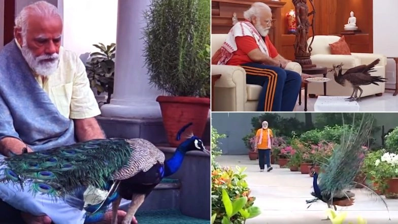PM Narendra Modi Posts Video of Him Feeding Peacocks During His Morning Exercise