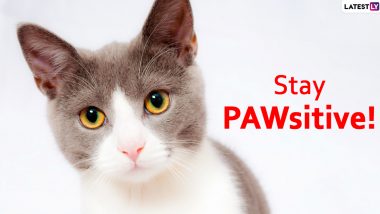 International Cat Day 2020: Pawsome Cat Puns That Will Leave You Feline Pawsitively Purfect!