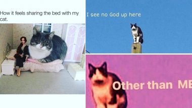 International Cat Day 2020 Funny Cat Memes and Jokes: Feline Blue? Hilarious  Posts About Cats That Will Make Your Day! | 👍 LatestLY