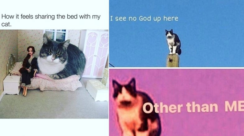 International Cat Day Funny Cat Memes And Jokes Feline Blue Hilarious Posts About Cats That Will Make Your Day Latestly