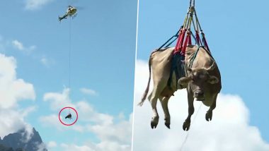 Cow Flying in the Air? Watch Viral Video of Injured Cow Being Airlifted Using Helicopter in Switzerland as Its Farmer Didn’t Want to Risk Further Injury