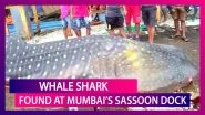 25-Foot-Long Whale Shark Found Washed Ashore At Mumbai&rsquo;s Sassoon Dock, Probe Ordered