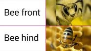 National Honey Bee Day 2020 Funny Memes and Jokes: LOL at These UnBEElievably Hilarious Posts to Celebrate the Day