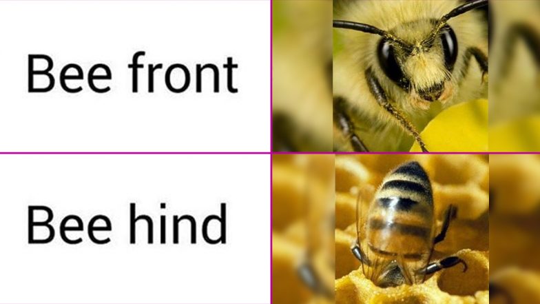 National Honey Bee Day 2020 Funny Memes and Jokes: LOL at These UnBEElievably Hilarious Posts to Celebrate the Day