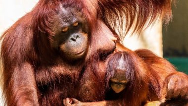 International Orangutan Day 2020: Furry Facts About Orangutans That Will Make You Fall In Love With The Great Apes Even More!