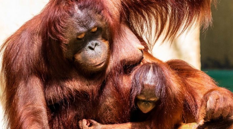 International Orangutan Day 2020: Interesting Facts About Orangutans That You Must Know 