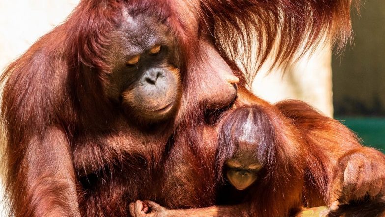 International Orangutan Day 2020: Furry Facts About Orangutans That Will Make You Fall In Love With The Great Apes Even More!
