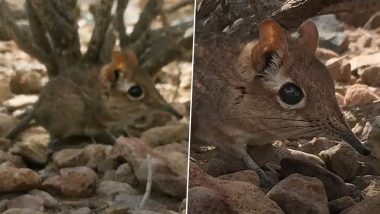 Somali Sengi, Mouse-Sized Species of Elephant Shrew Rediscovered in Africa After 50 Years, Watch Video of the Elephant Relative