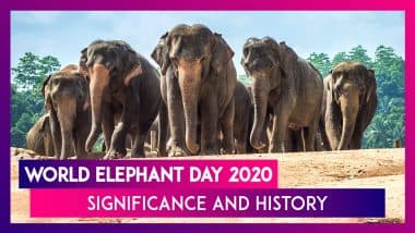 World Elephant Day 2020: Significance And History of Observance That Promotes Protection of Jumbos