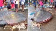 Whale Shark, 25-Foot-Long, Washes Ashore at Mumbai's Sassoon Dock