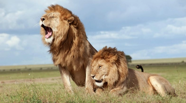 World Lion Day 2020: Asiatic Lions Are the Pride of Gujarat, Watch Grandeur Celebration by Forest Department  