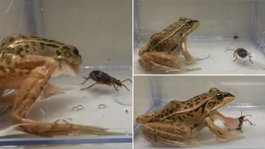 Video of Water Beetles Escaping Alive out of a Frog's Butt After Being Swallowed Is Going Viral! Here's What New Study Has to Say About Evolution in Prey Animals