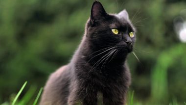 Black Cat Appreciation Day 2020: Why Are Black Cats Considered Bad Luck? Myths and Stigmas Associated With the Misunderstood Feline