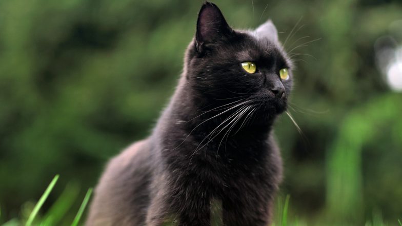 Cats Contracting COVID-19, Contrary to What Was First Believed, Says New Study on Felines