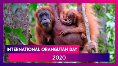 International Orangutan Day 2020: Interesting Facts About Orangutans You Should Know!