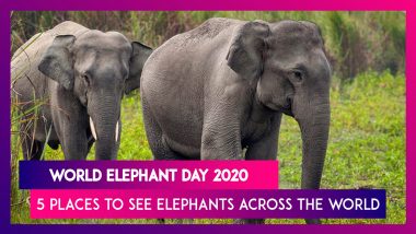 World Elephant Day 2020: From Zimbabwe To India, 5 Places To See Elephants Across the World