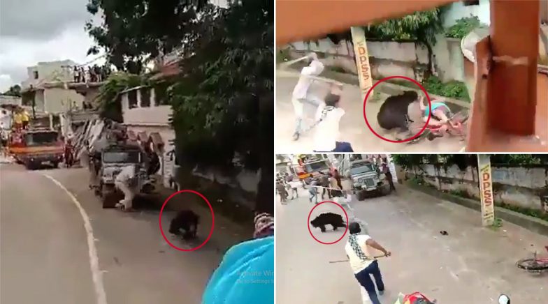 Wild Bear Enters Residential Area, Attacks Man in Odisha's Bhawanipatna Town (Watch Video)