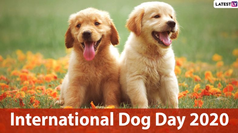 International Dog Day 2020 Funny Memes, Quotes & Cute GIFs: Adorable Puppy HD Images, Viral Videos, Messages and Wishes to Celebrate the Day Dedicated to Canines