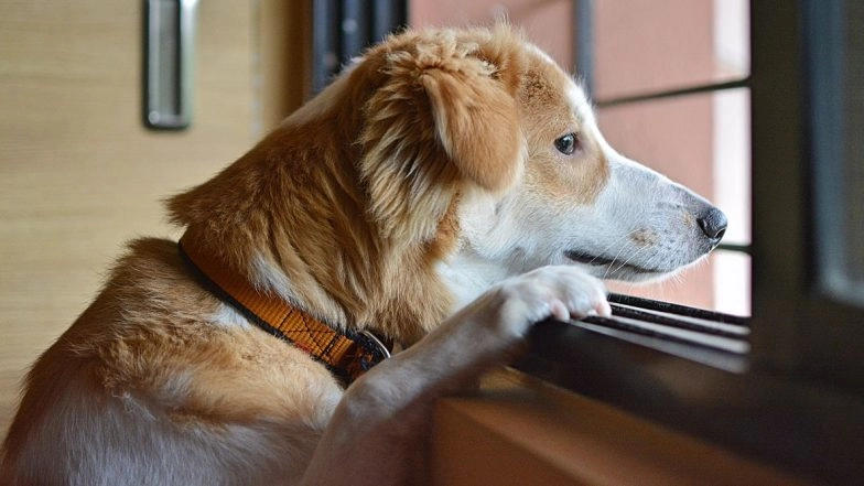 Dombivali Shocker: Dog Sexually Abused, Accused Arrested After Video Surfaces