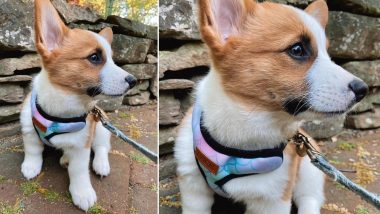 Pack Leashes: Disrupting the Pet Industry While Giving Back